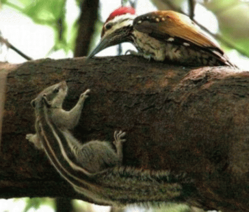 Sloth (USA-2) : We Can Share!